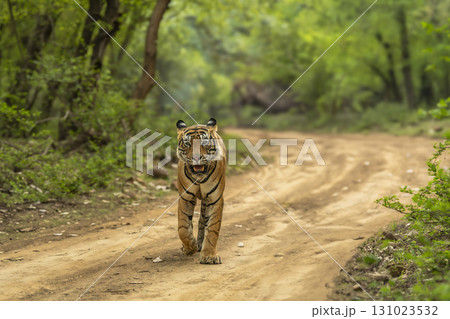 Showstopper wild dominant indian male tiger or panthera tigris roadblock walking head on forest track natural green background wildlife jungle safari Ranthambore National Park Reserve Rajasthan India Showstopper wild dominant indian male tiger or panthera tigris roadblock walking head on forest track natural green background wildlife jungle safari Ranthambore National Park Reserve Rajasthan India 131023532