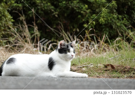 リラックスする白黒猫 リラックスする白黒猫 131023570