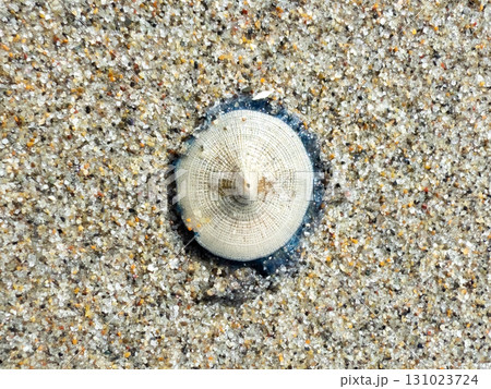 砂浜に漂着したギンカクラゲ 131023724