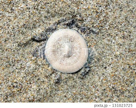 砂浜に漂着したギンカクラゲ 131023725