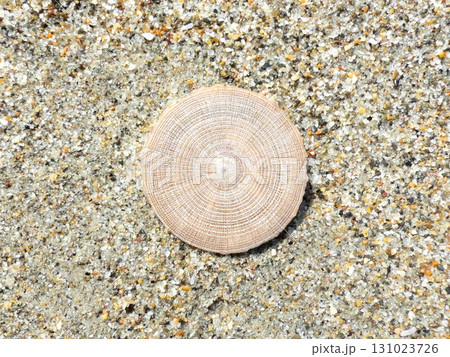 砂浜に漂着したギンカクラゲ 131023726