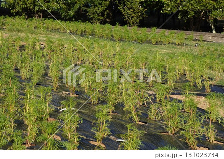 コスモスの植え付け・2025年㋇　 131023734