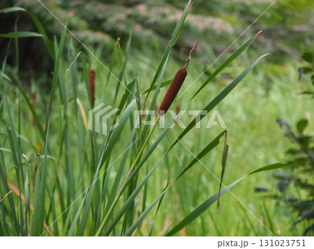 ガマの穂 ガマの穂 131023751