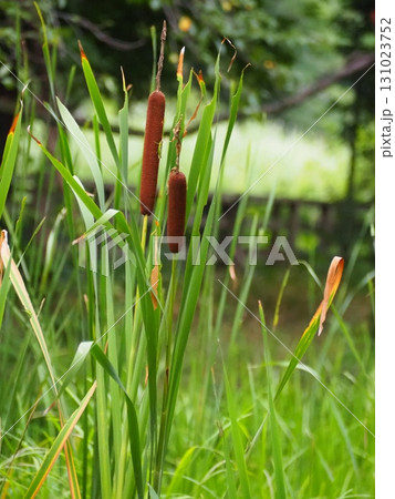 ガマの穂 ガマの穂 131023752