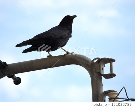 カラスがとまっている 131023785