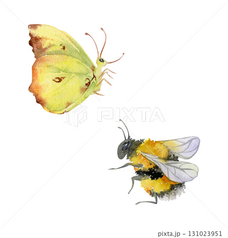 Clouded yellow butterfly, common brimstone, striped fluffy bumblebee wasp, insect bug moth isolated illustration hand drawn in watercolor. Honey jars, beeswax products, garden herbal teas packaging Clouded yellow butterfly, common brimstone, striped fluffy bumblebee wasp, insect bug moth isolated illustration hand drawn in watercolor. Honey jars, beeswax products, garden herbal teas packaging 131023951