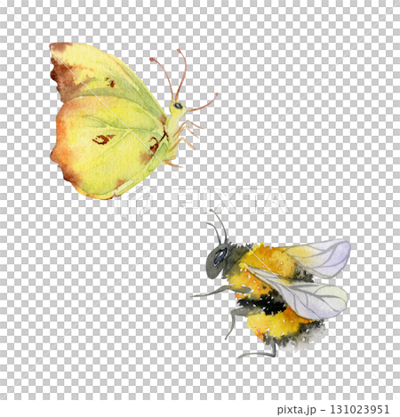 Clouded yellow butterfly, common brimstone, striped fluffy bumblebee wasp, insect bug moth isolated illustration hand drawn in watercolor. Honey jars, beeswax products, garden herbal teas packaging Clouded yellow butterfly, common brimstone, striped fluffy bumblebee wasp, insect bug moth isolated illustration hand drawn in watercolor. Honey jars, beeswax products, garden herbal teas packaging 131023951