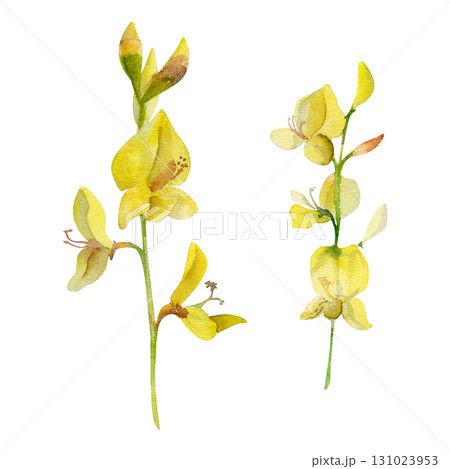 Spartium Spanish rush broom yellow flower stalks hand drawn in watercolor. Legume pea family, Mediterranean garden decoration plant. Single object isolated botanical illustration. Wedding florist shop Spartium Spanish rush broom yellow flower stalks hand drawn in watercolor. Legume pea family, Mediterranean garden decoration plant. Single object isolated botanical illustration. Wedding florist shop 131023953