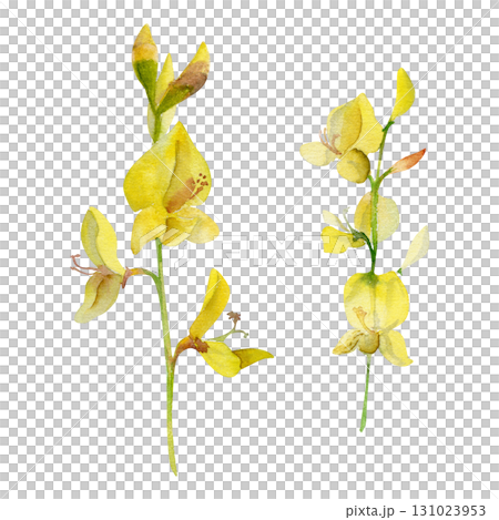 Spartium Spanish rush broom yellow flower stalks hand drawn in watercolor. Legume pea family, Mediterranean garden decoration plant. Single object isolated botanical illustration. Wedding florist shop Spartium Spanish rush broom yellow flower stalks hand drawn in watercolor. Legume pea family, Mediterranean garden decoration plant. Single object isolated botanical illustration. Wedding florist shop 131023953