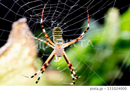 ナガコガネグモとその巣 131024000