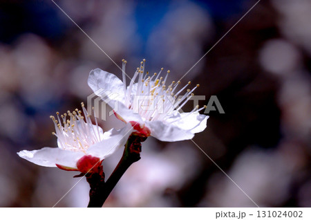 白梅香る春 白梅香る春 131024002