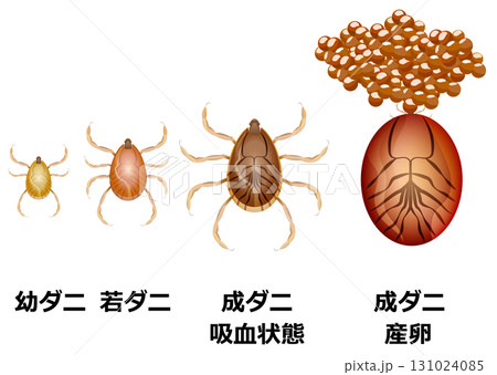 マダニの成長 マダニの成長 131024085