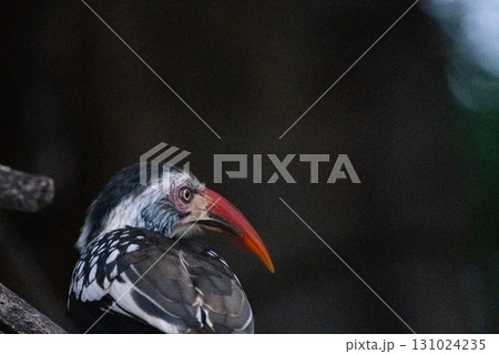 アカハシコサイチョウ 131024235