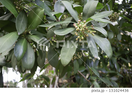 Tree ecology branch in sunlight day Tree ecology branch in sunlight day 131024436