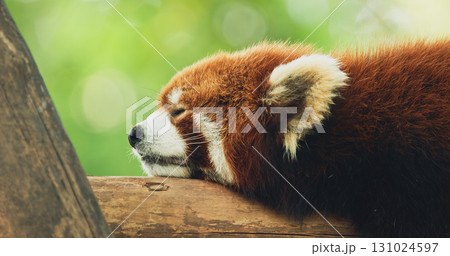 Adult Red Panda Sleep. Cute Red Panda Face Close-up View. Ailurus Fulgens Or Lesser Panda Is Small Mammal Native To The Eastern Himalayas And Southwestern China. Red Pandas Are Also Symbol Of Goodness Adult Red Panda Sleep. Cute Red Panda Face Close-up View. Ailurus Fulgens Or Lesser Panda Is Small Mammal Native To The Eastern Himalayas And Southwestern China. Red Pandas Are Also Symbol Of Goodness 131024597