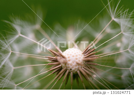 A close up of a dandelion flower with its seeds 131024771