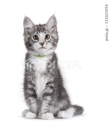 Grey cat kitten on white background 131025054
