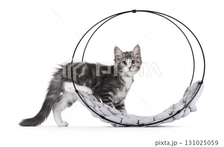 Grey cat kitten on white background Grey cat kitten on white background 131025059