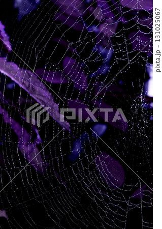 Spooky spiderweb spider web with water droplets close up background Spooky spiderweb spider web with water droplets close up background 131025067