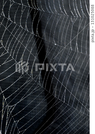 Spooky spiderweb spider web with water droplets close up background Spooky spiderweb spider web with water droplets close up background 131025088