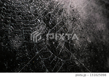 Spooky spiderweb spider web with water droplets close up background Spooky spiderweb spider web with water droplets close up background 131025098
