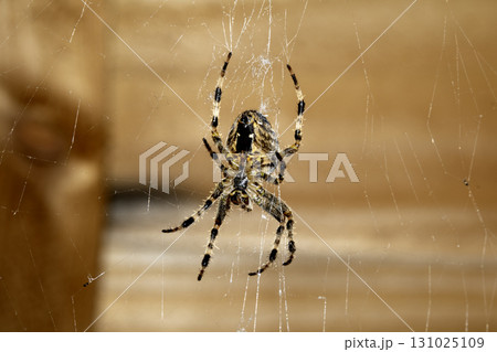 Spooky spiderweb spider web with water droplets close up background 131025109