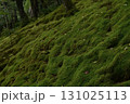 苔の庭 131025113