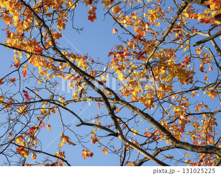 Autumn tree with yellow leaves on blue sky background Autumn tree with yellow leaves on blue sky background 131025225
