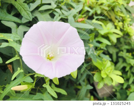 植え込みの草木の上に花を咲かせるひるがおのクローズアップ 植え込みの草木の上に花を咲かせるひるがおのクローズアップ 131025245