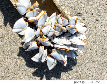 エボシガイ　烏帽子貝 131025436