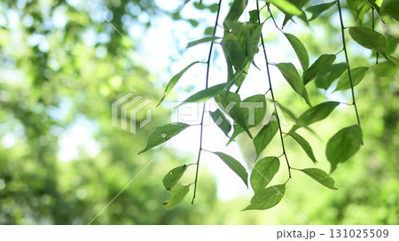 植物イメージ 植物イメージ 131025509