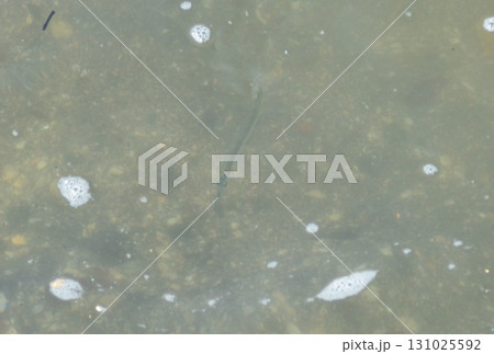 海を泳ぐ細長い魚 131025592