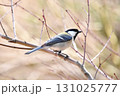 シジュウカラ 131025777