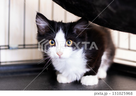 A small black and white kitten with bright yellow eyes is inside a cage A small black and white kitten with bright yellow eyes is inside a cage 131025968