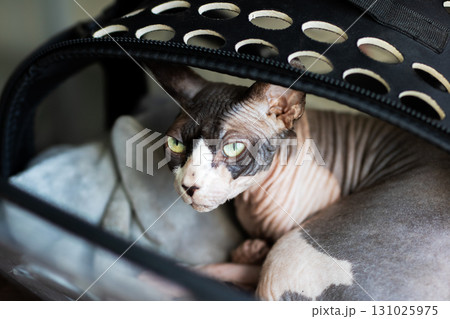 A hairless Sphynx cat is comfortably laying in a clear carrier A hairless Sphynx cat is comfortably laying in a clear carrier 131025975