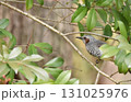 ヒヨドリ 131025976