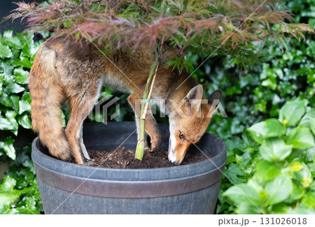 Curious red fox sniffing in a garden plant pot Curious red fox sniffing in a garden plant pot 131026018