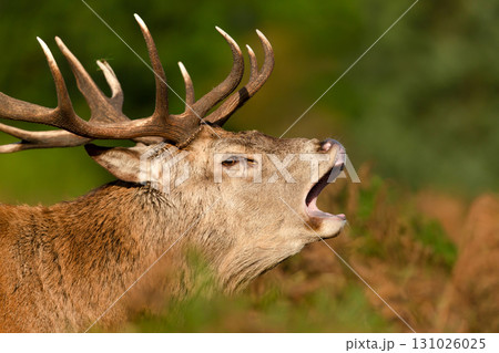 Majestic red deer stag calling during the rut in autumn 131026025