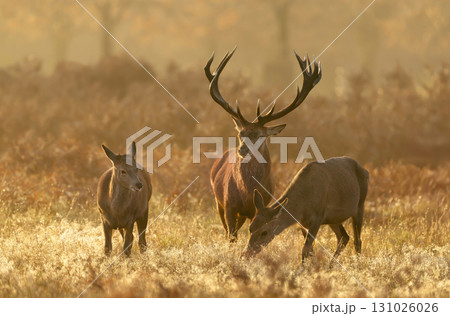 Majestic red deer stag with two hinds during the rutting season in golden autumn morning 131026026