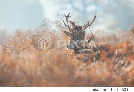 Portrait of a young red deer stag with bracken on antlers during the rut in autumn Portrait of a young red deer stag with bracken on antlers during the rut in autumn 131026039