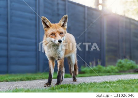 Portrait of a cute red fox standing calmly in a garden 131026040