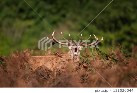 Majestic red deer stag calling during the rut in autumn 131026044