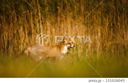Red fox standing alert on green grass in a meadow 131026045
