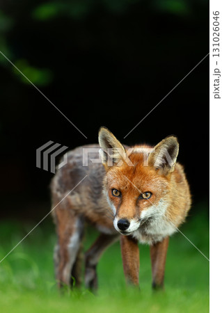 Portrait of a red fox standing on green grass in a meadow 131026046