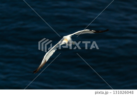Northern gannet in flight over the blue sea 131026048
