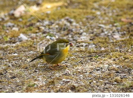 ソウシチョウ ソウシチョウ 131026146