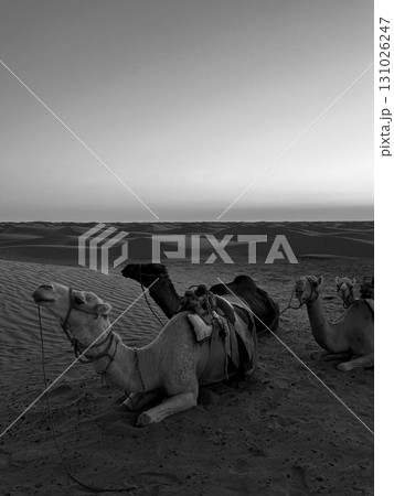 Dromedaries resting on the sandy dunes of Douz in the Tunisian desert during sunset 131026247
