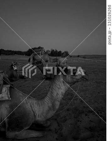Dromedaries resting on the sandy dunes of Douz in the Tunisian desert during sunset Dromedaries resting on the sandy dunes of Douz in the Tunisian desert during sunset 131026268