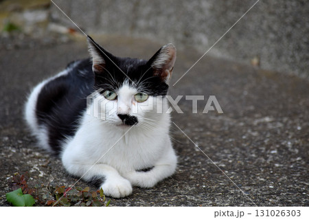 見つめる猫 見つめる猫 131026303