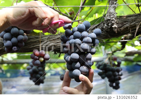 ブドウ狩り_ピオーネ 131026352